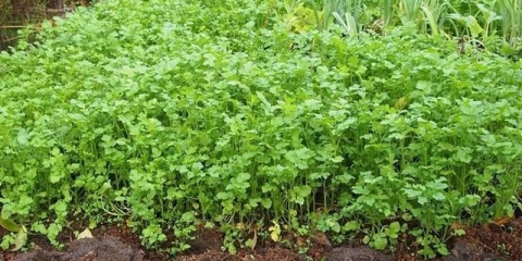 Bijeli senf - kao zeleno gnojivo kada treba sijati